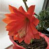  花開ヽ似水￠的头像