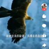 大雁飞歌的头像