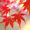 枫叶（小号）的头像