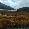 天虹的头像