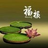 娇，的头像