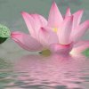 菩提花的头像