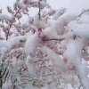 雪花的头像