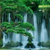 平安的头像