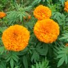 杨守芬的头像