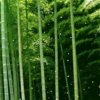 似水流年的头像