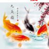 爱咪的头像