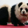 这货不是熊猫的头像