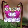 在雨中漫步、在风中等候的头像