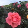 芬兰的头像