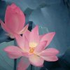 涛声依旧。的头像