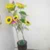 夏日葵花的头像