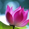 苏醒的春天的头像