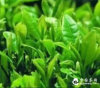 上善若水的头像