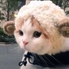 习习岁习习的头像