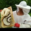 养蜂人暂离的头像