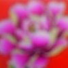 花王的头像