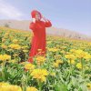 君子兰的头像