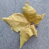 沉默的头像