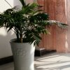 蔷薇的头像