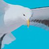 海鸥的头像