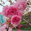 何以歌《暂退》的头像