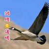 鸿雁✿温暖的头像