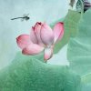 荷花的头像