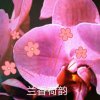 兰香荷韵的头像