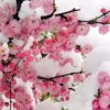 雪梅花。的头像