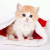 猫咪小闹闹《婉儿》的头像