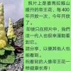 黄河娃的头像