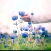 芳芳的头像