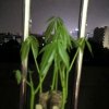 小树的头像