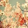 星缘海棠花香的头像
