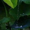 糖粒儿的头像