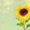 向日葵的头像