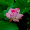 莲花的头像