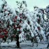 寒雪傲梅的头像