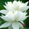 思……想……的头像