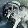 雪狼的头像