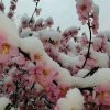 阳光灿烂的头像