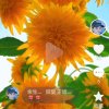 初秋K歌快乐的头像