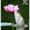 网络情缘的头像
