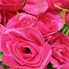 玫瑰的头像