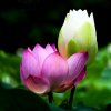 素言（停币、拒绝私聊）的头像