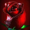 玫瑰花的葬礼，永久长存的爱的头像