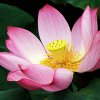 甜蜜蜜的头像