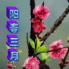 阳春三月的头像