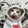 君九劫的头像